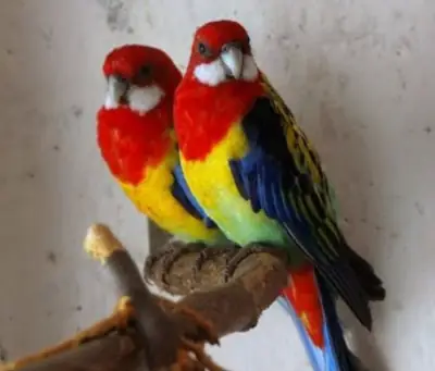 Charming Rosella Bird Ready to Meet a New Family